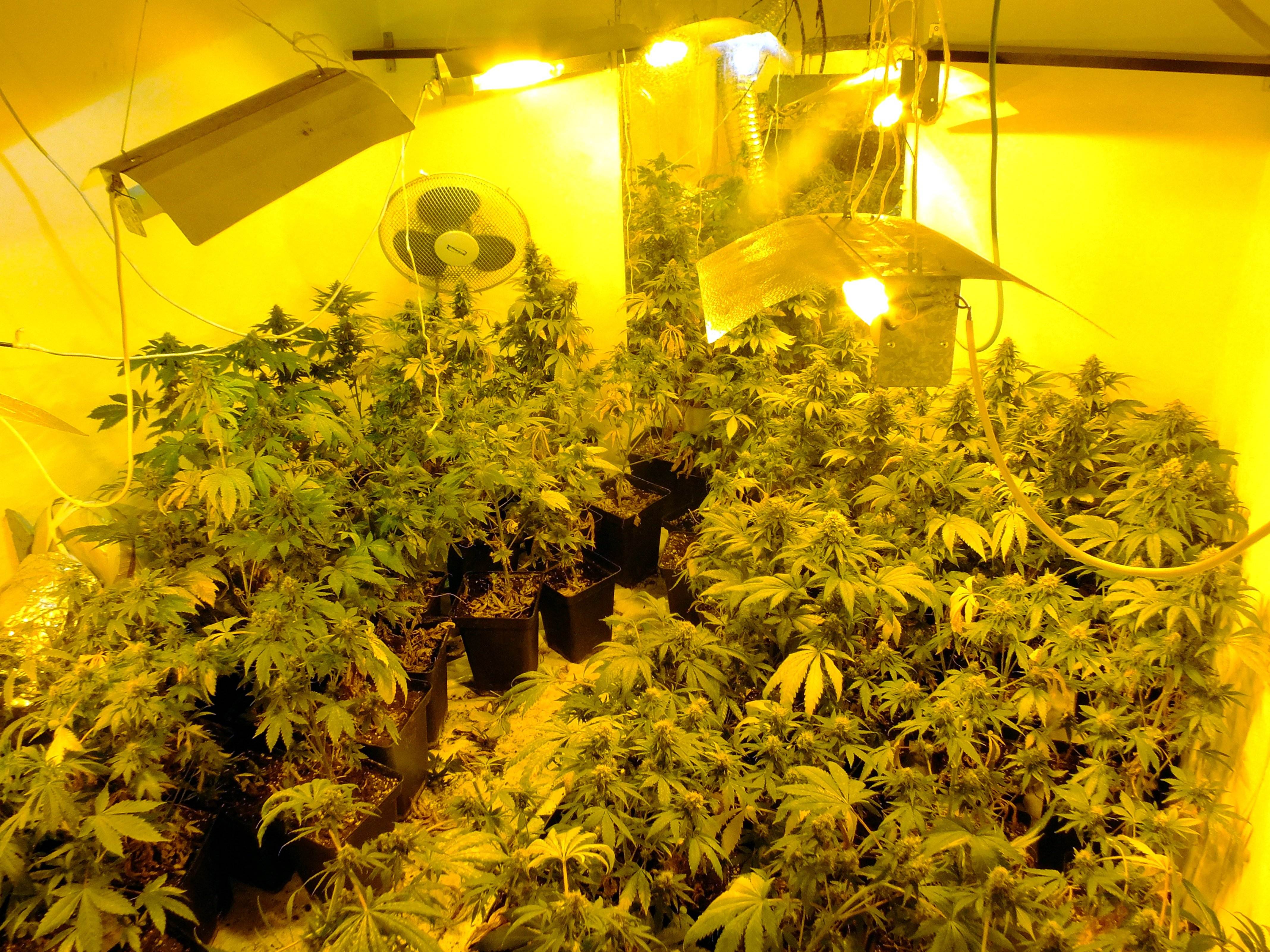 Un escape de agua permite descubrir 180 plantas de marihuana en Terrassa