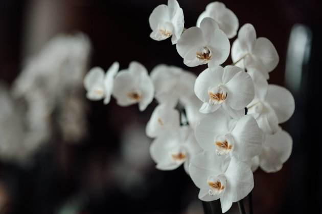 orquideas-plantes-benestar