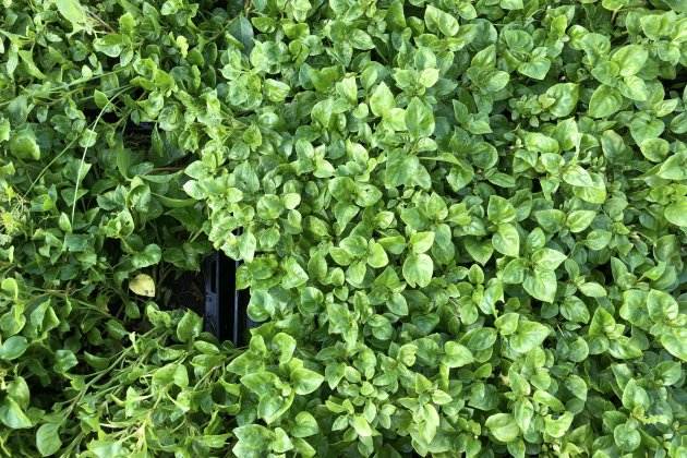 créixens plantes benestar créixens plantes benestar