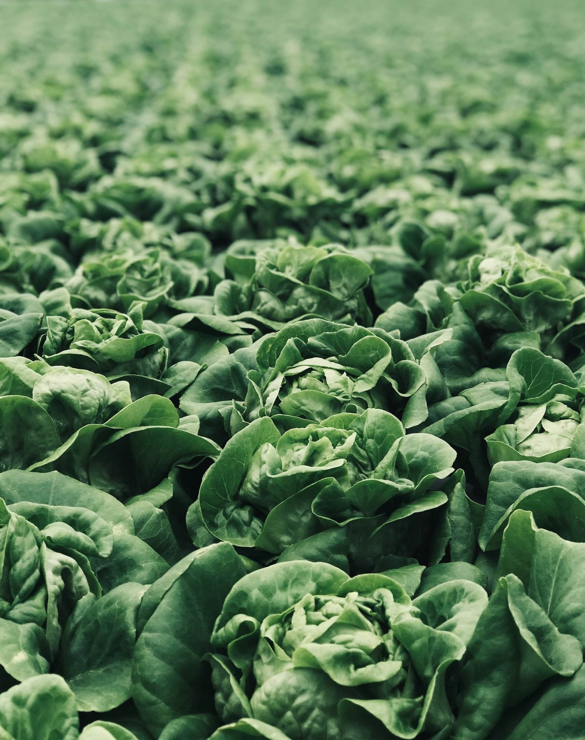 Vegetarià o vegà? Les 3 diferències que desconeixies