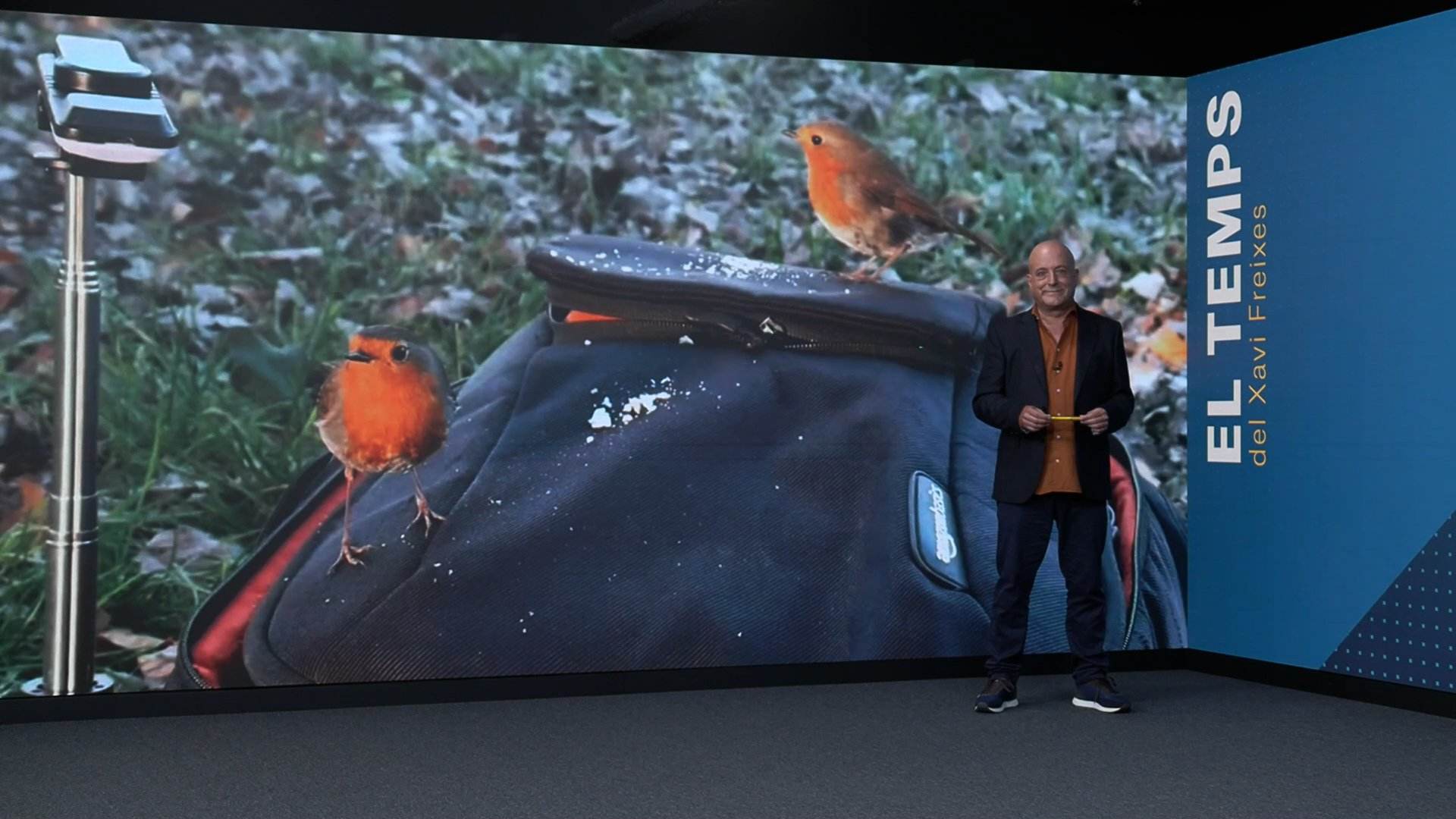 Los petirrojos anuncian la llegada del tiempo otoñal a Catalunya: ¡lloverá y refrescará!