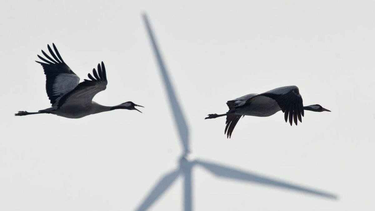 ¿Puede la IA reducir la mortalidad de aves por colisión con aerogeneradores?