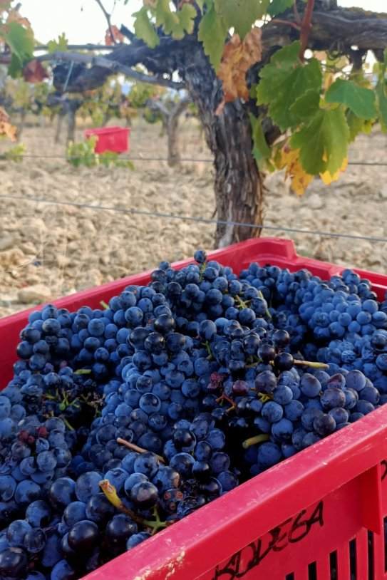 DOP SOMONTANO Vendimia 2023 Bodega Pirineos (uva moristel) DOP SOMONTANO Vendimia 2023 Bodega Pirineos (uva moristel)