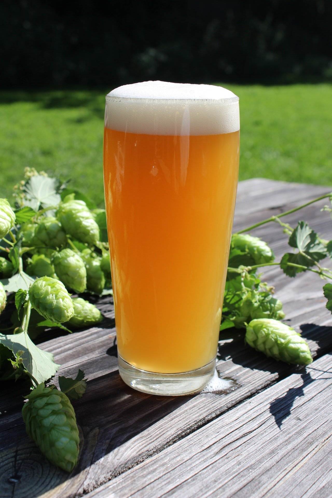 Demostrado: el cambio climático afecta la calidad de la cerveza