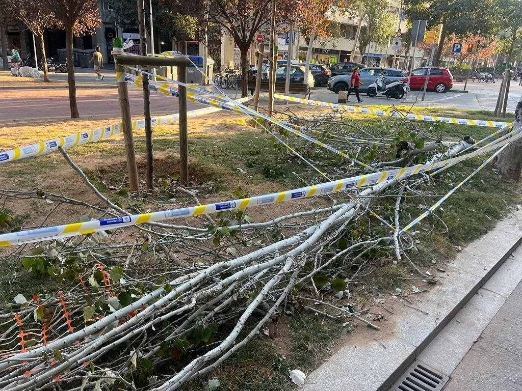 Cae otro árbol en Barcelona, ahora en la avenida Mistral de Sant Antoni