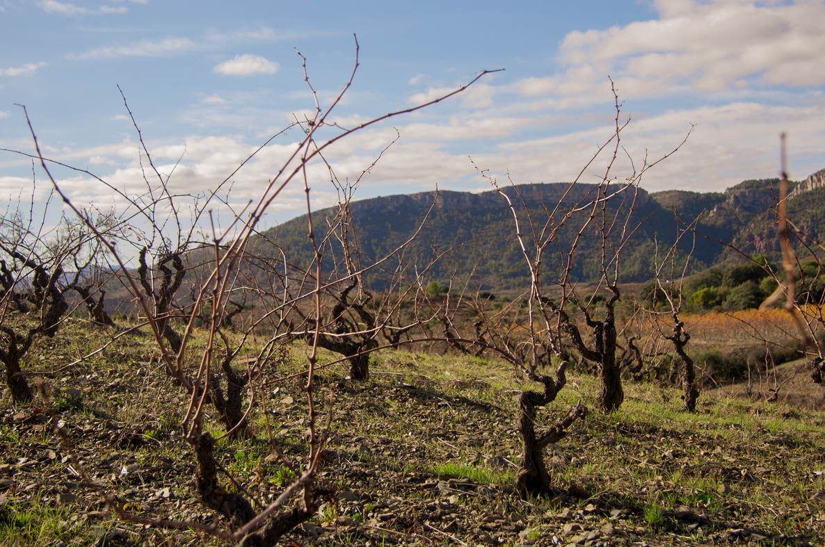 La Florens, el vino que nos transporta al bello paraje del Montsant
