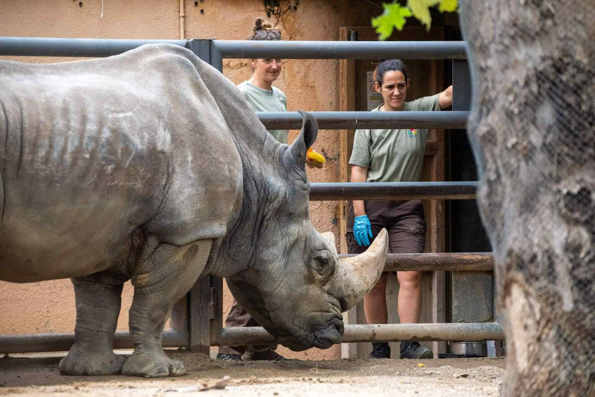 Mor el rinoceront Pedro al Zoo de Barcelona, el més longeu de la seva espècie a Europa
