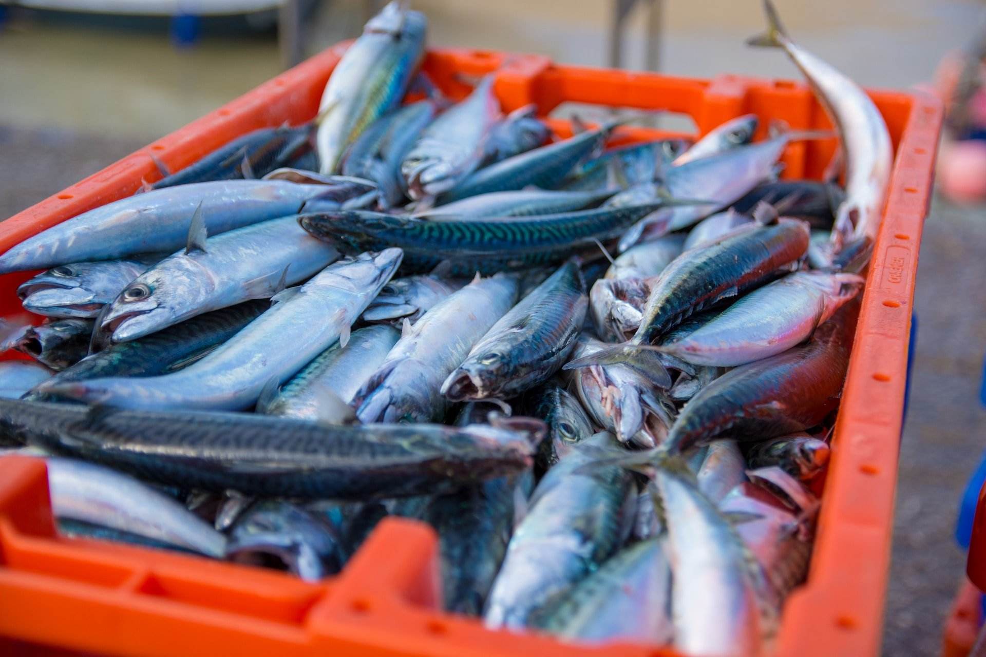 Catalunya implanta una normativa per millorar la qualitat i la competitivitat del peix i el marisc locals