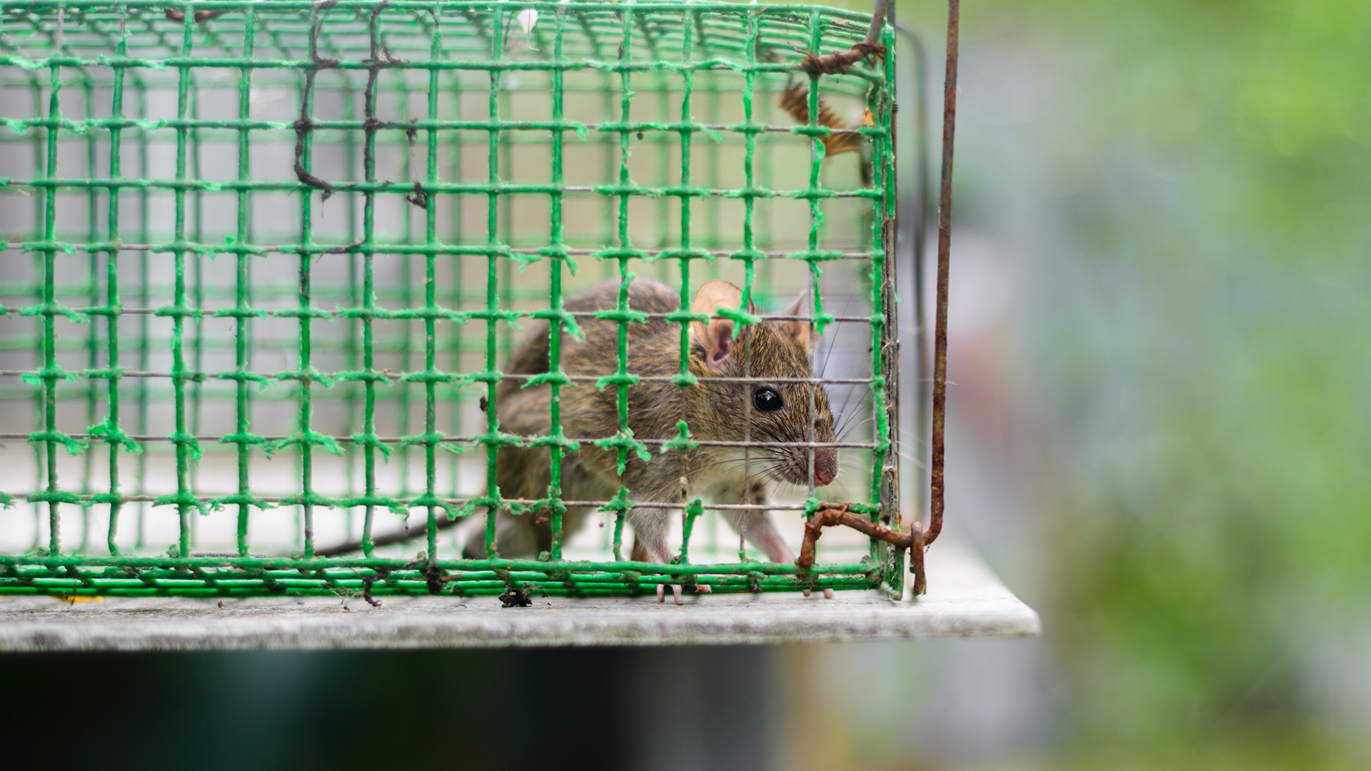 Cómo acabar con los ratones y ratas de forma segura y efectiva: 5 métodos