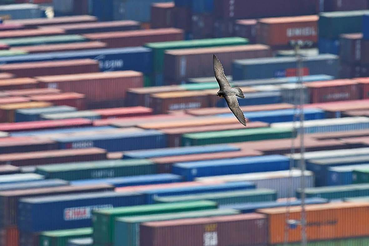 El Port de Barcelona aloja 4 de las 12 parejas reproductoras de halcones de la ciudad