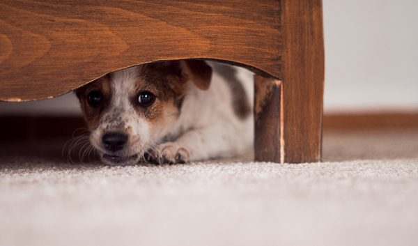A scared dog hiding under the bed 600x353 A scared dog hiding under the bed 600x353
