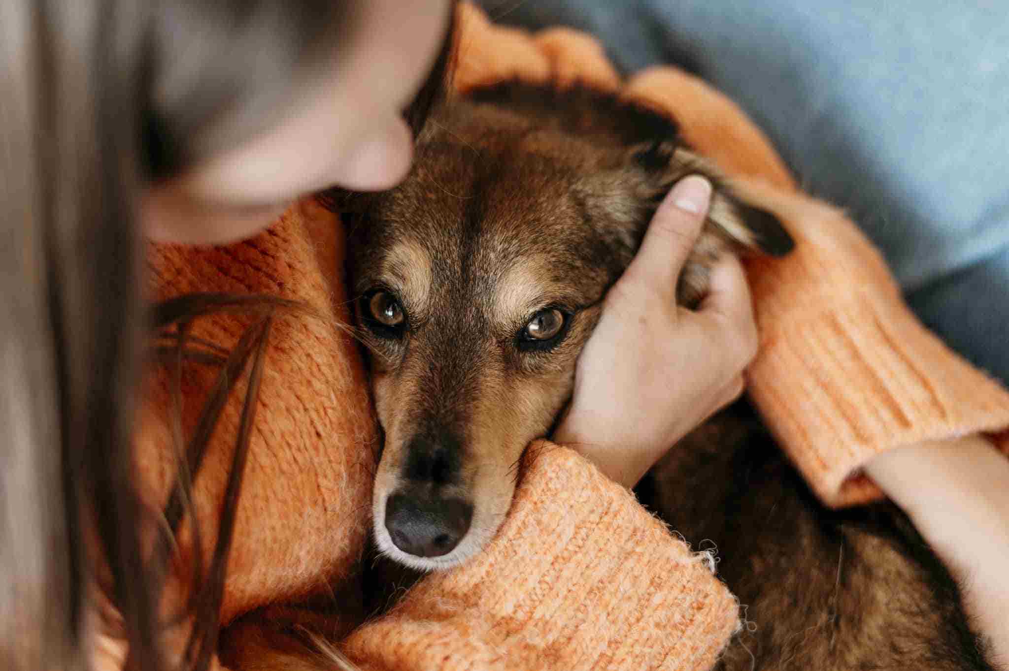 Seis de cada diez perros tienen miedo de los petardos