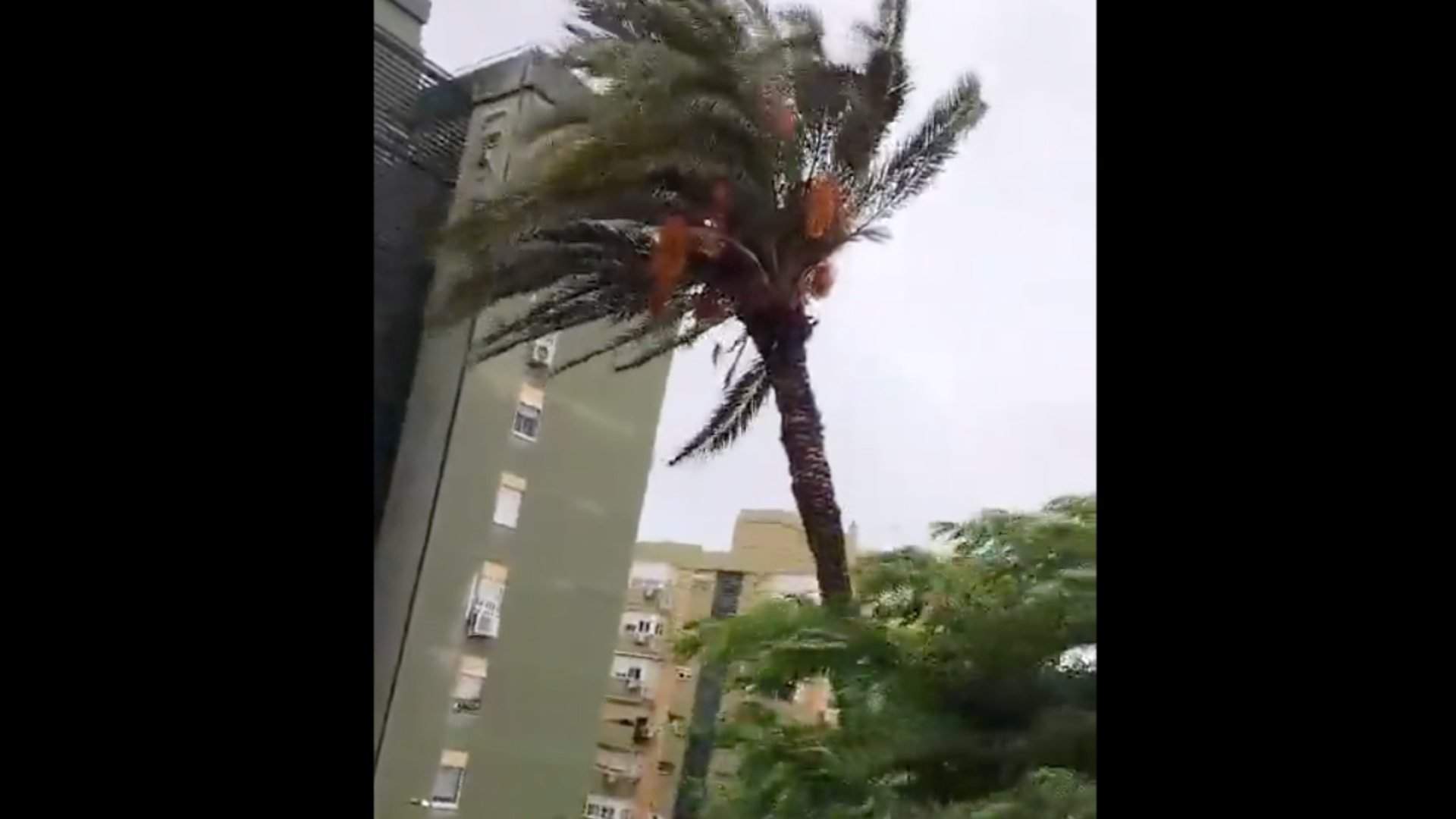 Una mujer se hace viral narrando la caída de una palmera en Sevilla como si estuviera a la tómbola