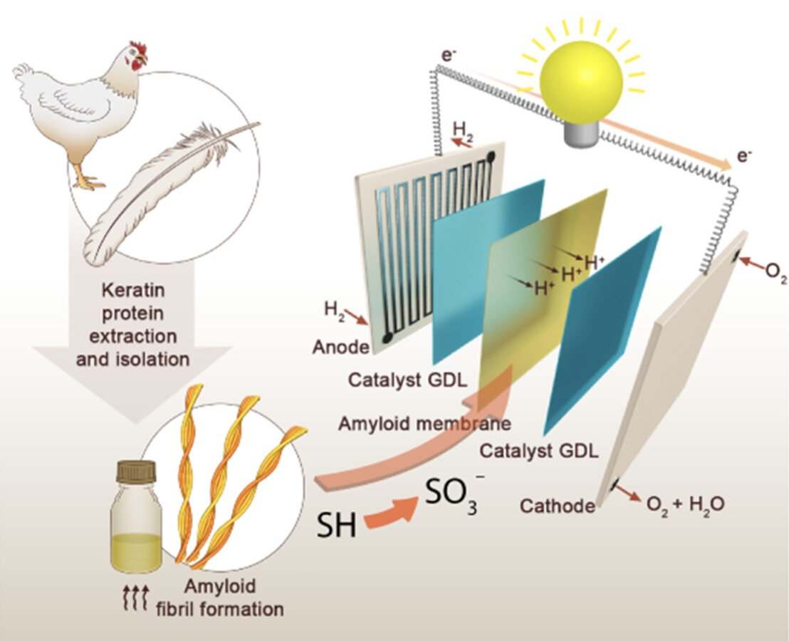 Las plumas de pollo sirven para fabricar pilas de combustible más baratas y ecológicas