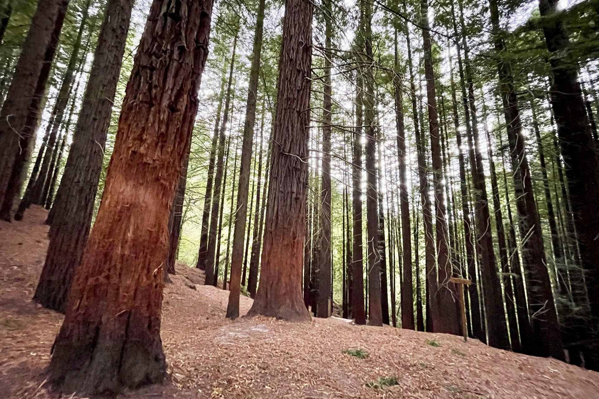 bosc sequoies de Cabezón de la Sal / Efe