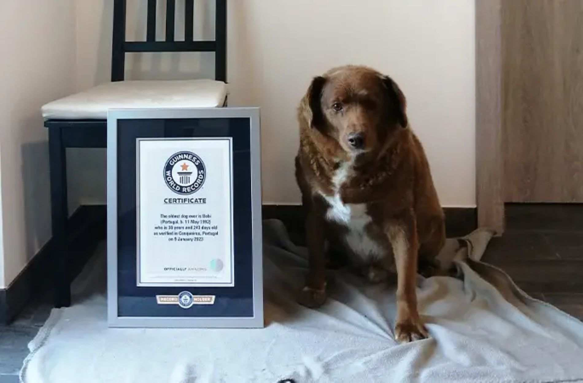 Muere Bobi, el perro más viejo del mundo, a los 31 años y 165 días