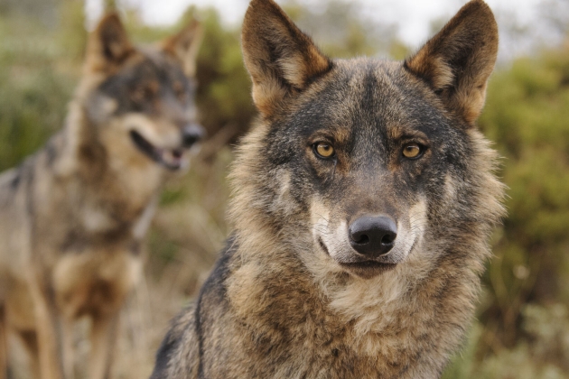 Mirada lobo iberico 1550555750 134757904 1920x1080