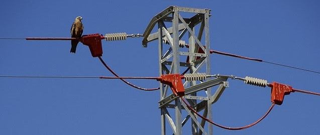 Pájaro, en un apoyo|soporte protegido de una torre de Endesa. Foto: Endesa