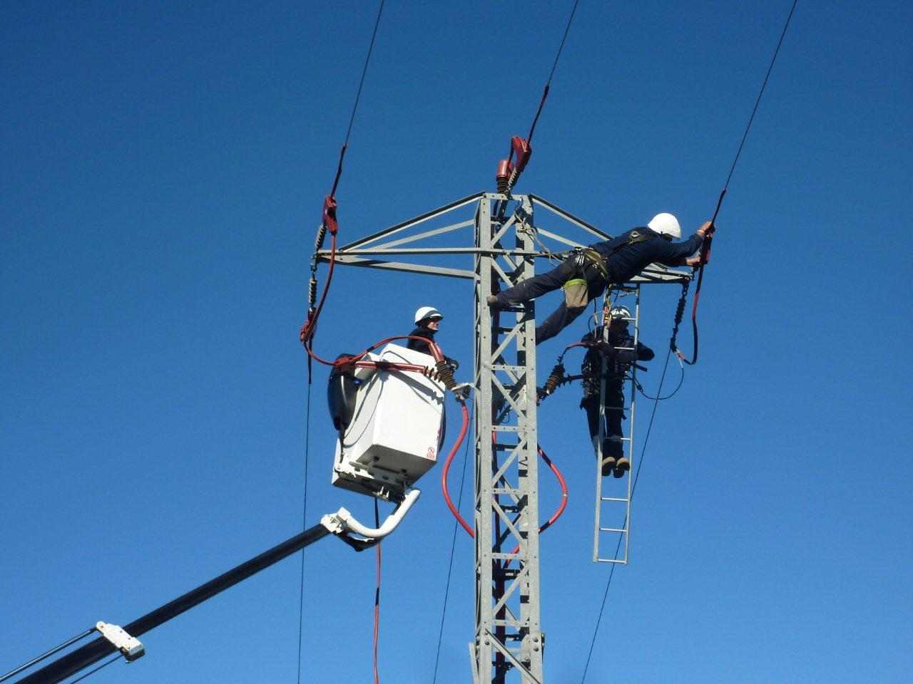 Un jutge de Vic amplia la investigació a Endesa per l'electrocució d'ocells a l'àrea de Barcelona