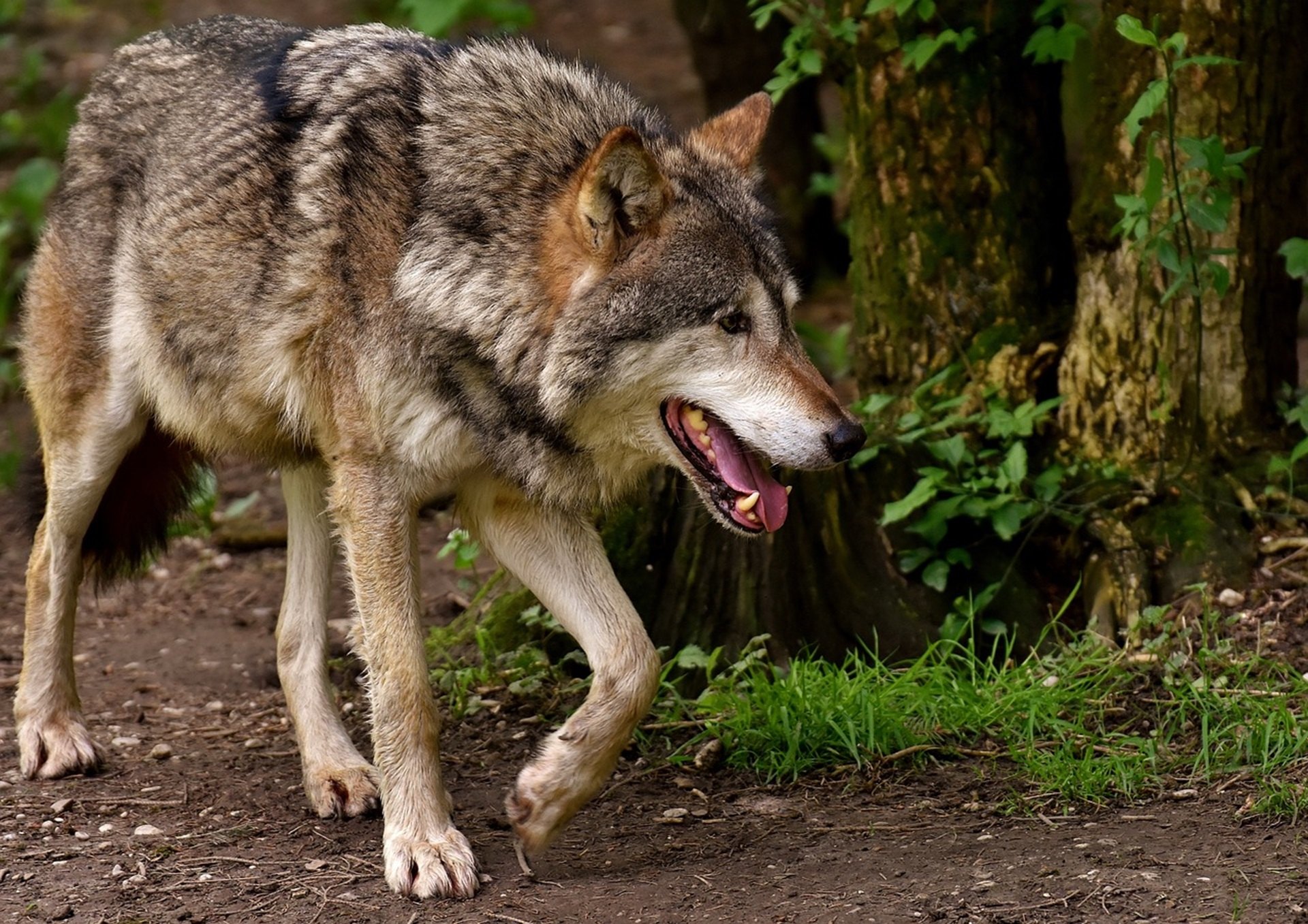 Detectado por primera vez un lobo cerca de Barcelona, en la Serralada de Marina