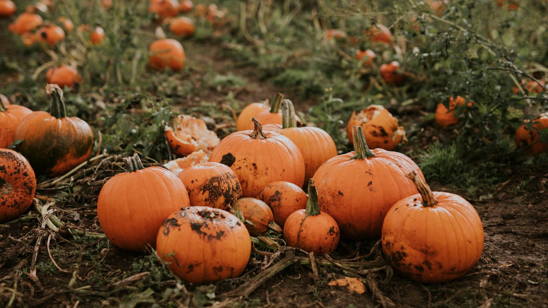 Celebrar la Castanyada: el horror de Halloween y los boniatos de China