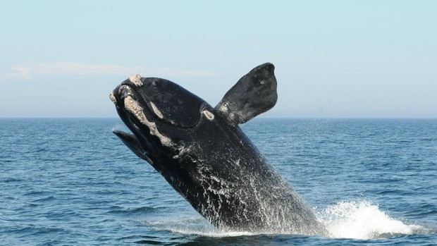 ballena vascos koMG 620x349@abc ballena vascos koMG 620x349@abc