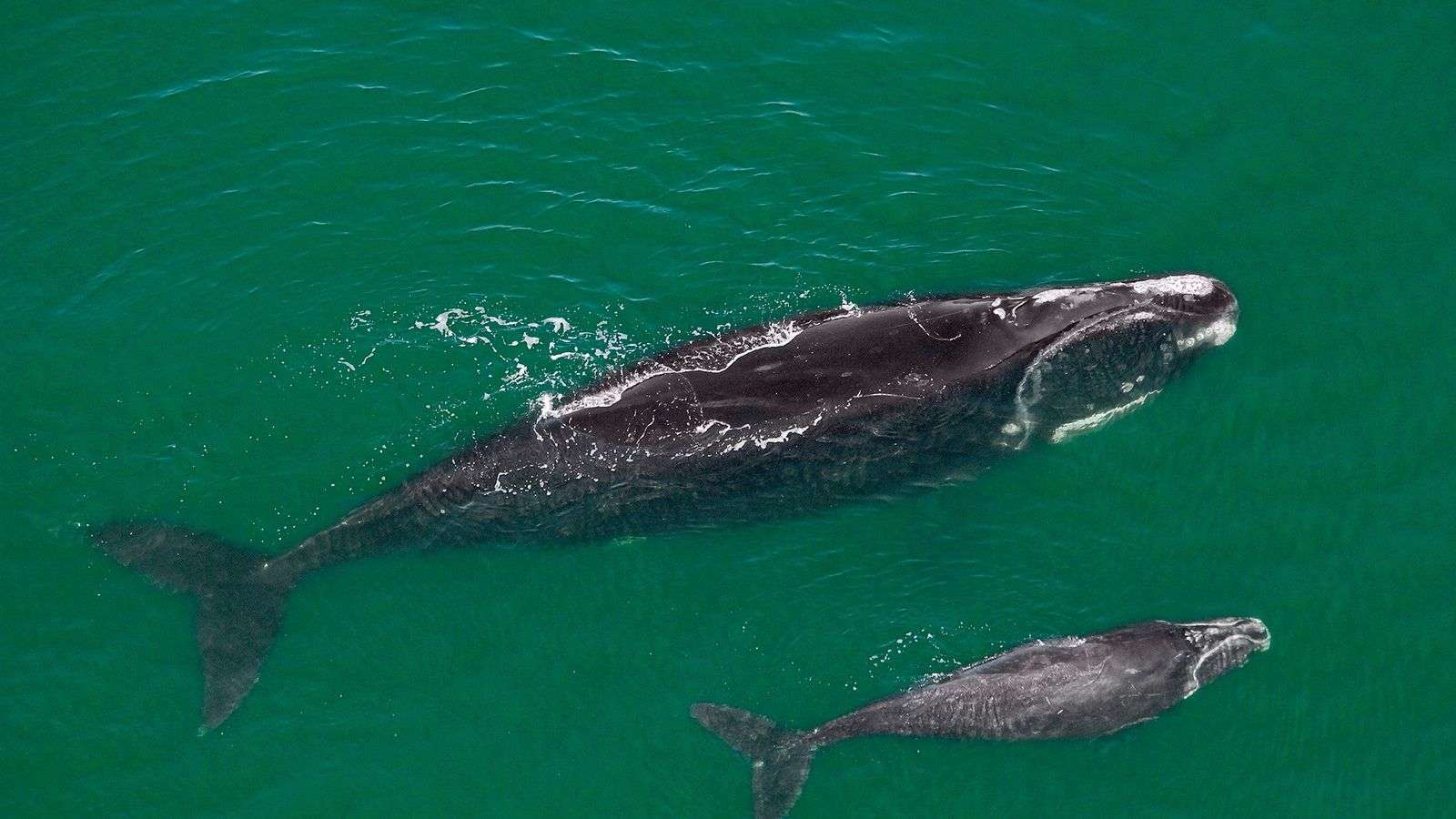 Un estudio afirma que los parques eólicos marinos no perjudican a las ballenas