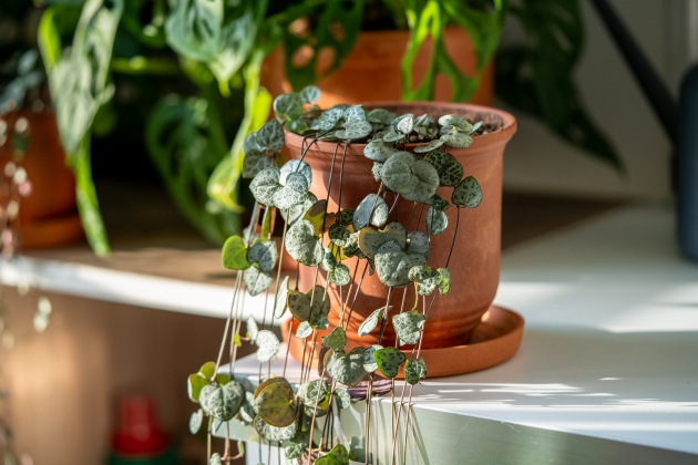 La Ceropegia woodii es la planta colgante ideal para los cuidadores descuidados. Imagen: Dimaberlin. La Ceropegia woodii es la planta colgante ideal para los cuidadores descuidados. Imagen: Dimaberlin.