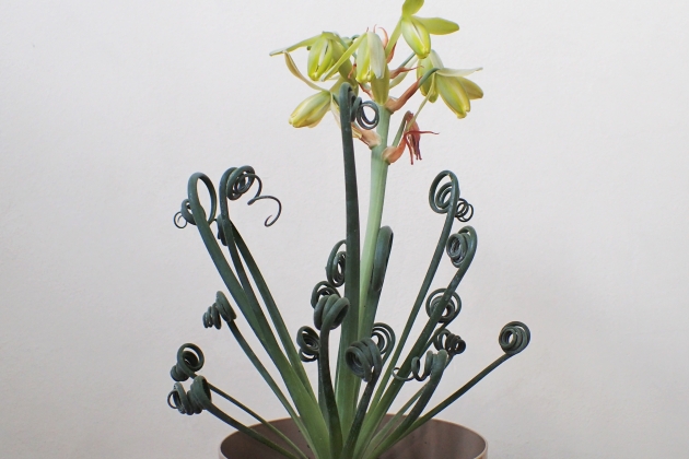 ¿Habías visto una planta tan curiosa como la Albuca y sus espirales? Imagen: Krzysztof Ziarnek, CC BY-SA 4.0. ¿Habías visto una planta tan curiosa como la Albuca y sus espirales? Imagen: Krzysztof Ziarnek, CC BY-SA 4.0.