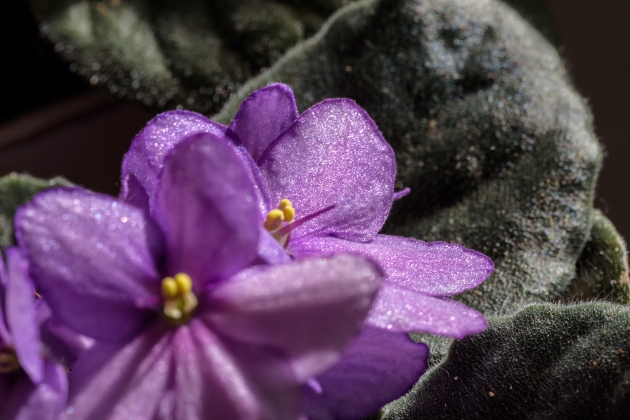 https://elements.envato.com/es/closeup-of-purple-african-violet-blossoms-7ZBGYK6 https://elements.envato.com/es/closeup-of-purple-african-violet-blossoms-7ZBGYK6