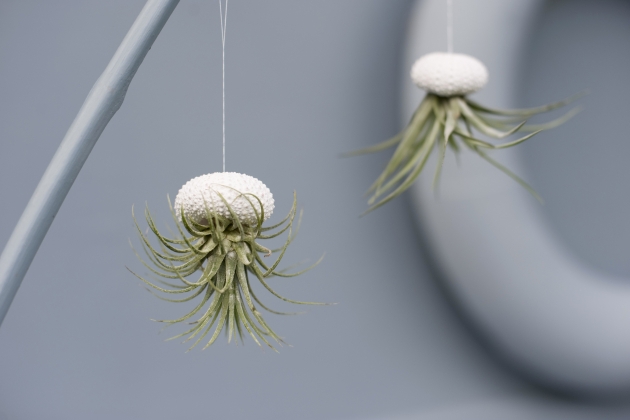 tillandsias air plants in sea urchin shells as ba 2022 12 16 22 25 52 utc tillandsias air plants in sea urchin shells as ba 2022 12 16 22 25 52 utc