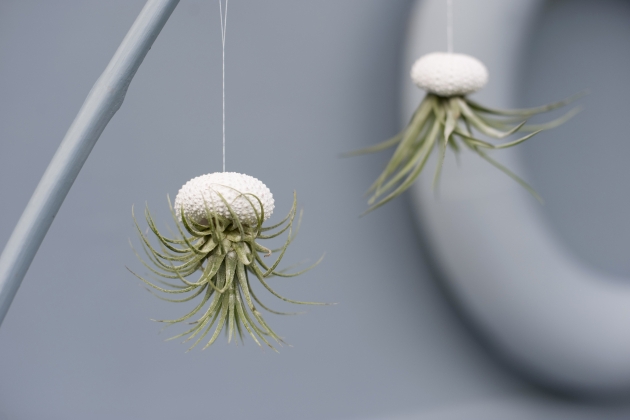 tillandsias air plants in sigui urchin shells as ba 2022 12 16 22 25 52 utc