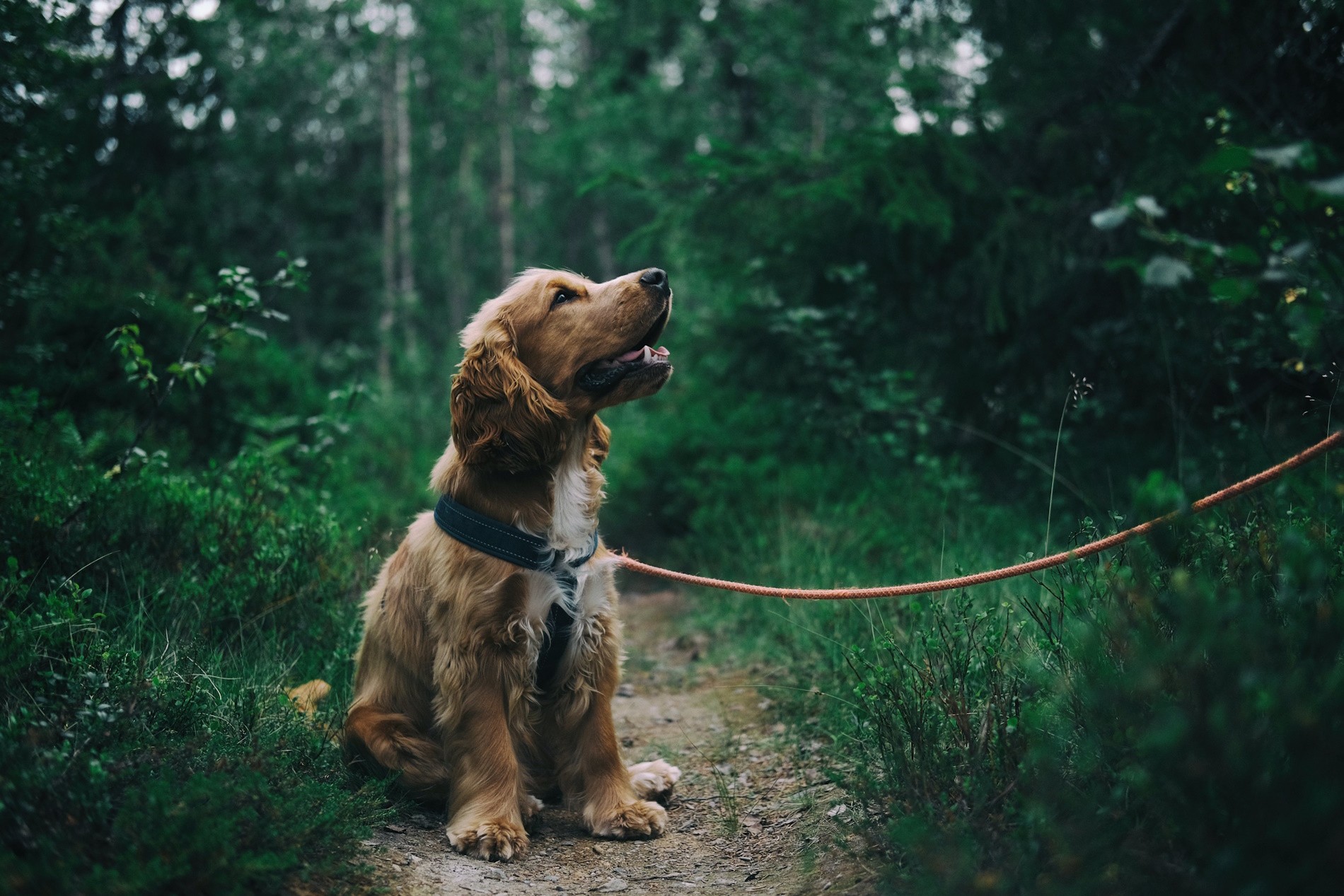 Los perros alimentados con probióticos y prebióticos mejoran su salud intestinal