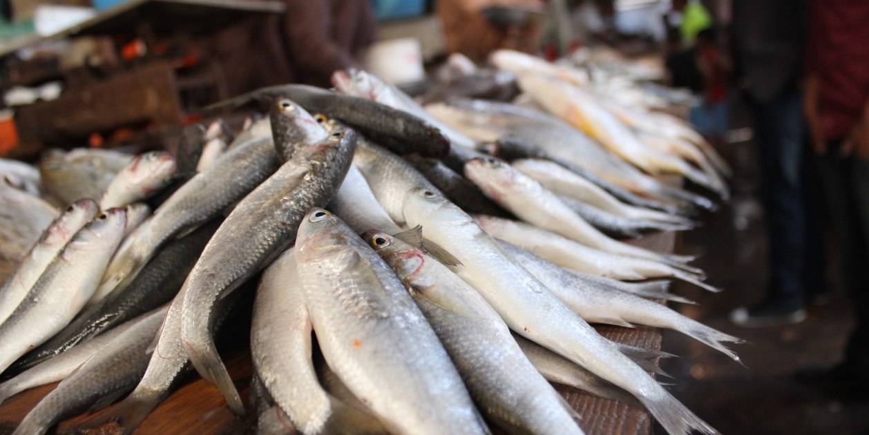 Pescado Pescado
