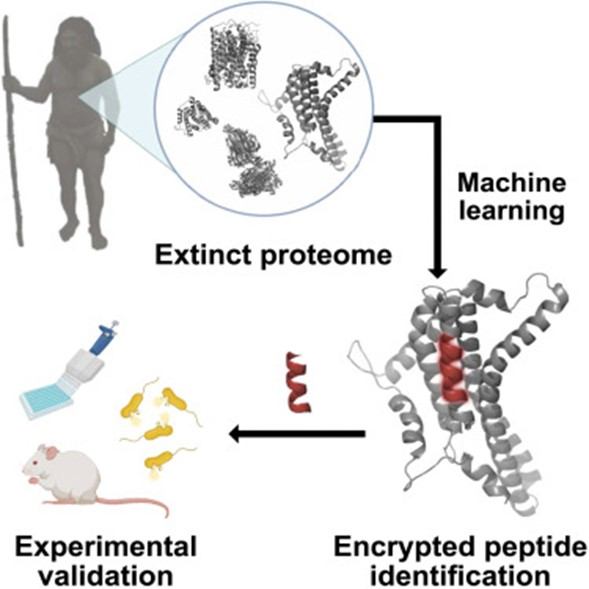 Extret de l’article de Maasch et al. Cell Host & Microbiome Extret de l’article de Maasch et al. Cell Host & Microbiome