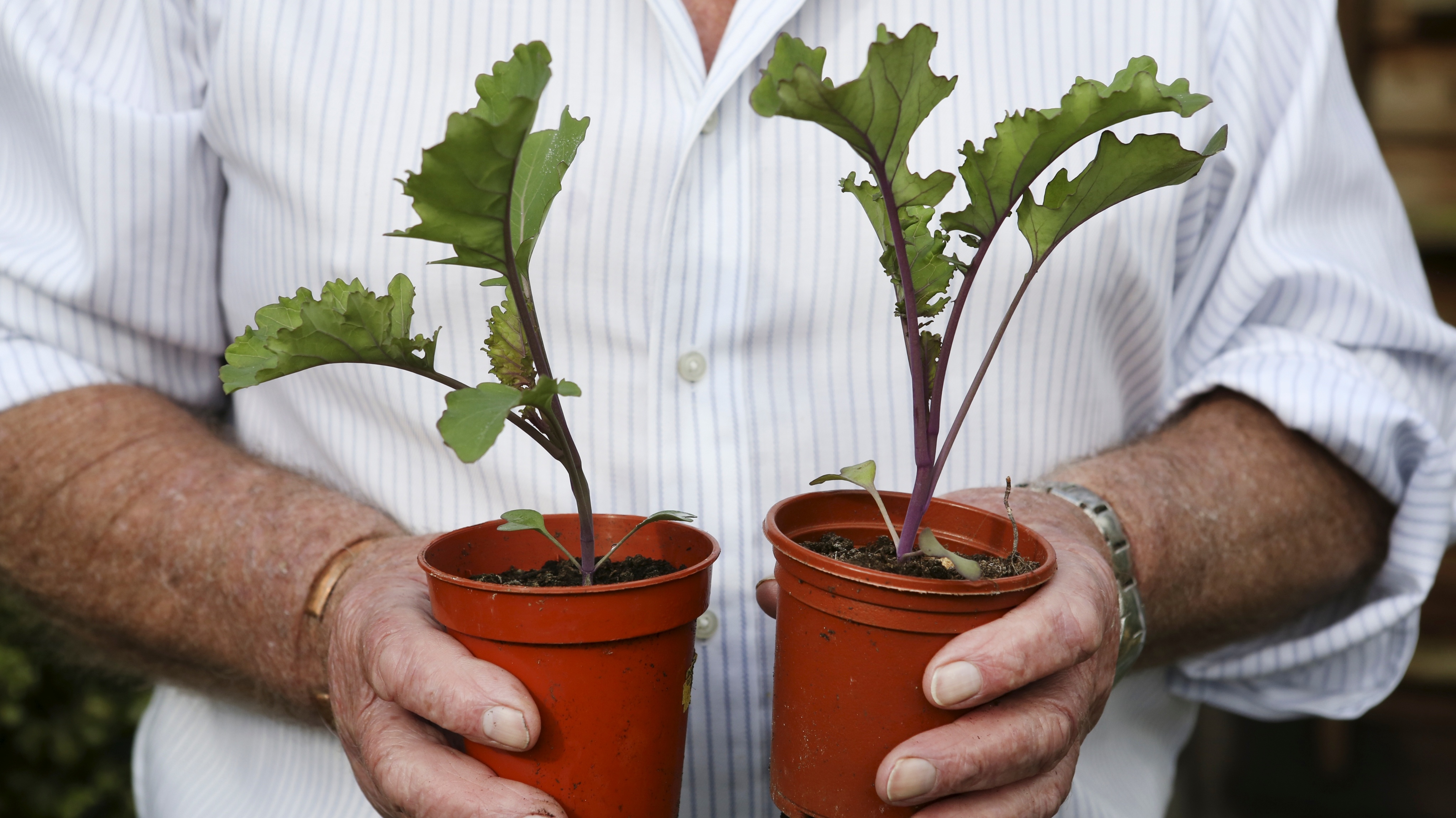 Cómo plantar remolacha en macetas en noviembre: sí, se puede, y te va a dar buena cosecha