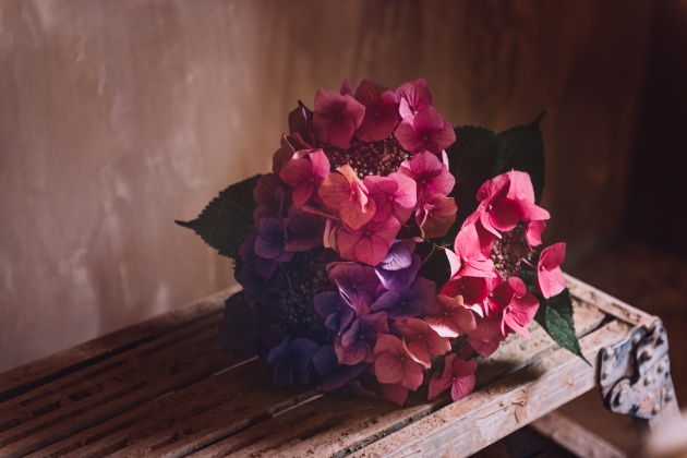 bunch of colorful hydrangeas 2021 09 20 17 51 18 utc