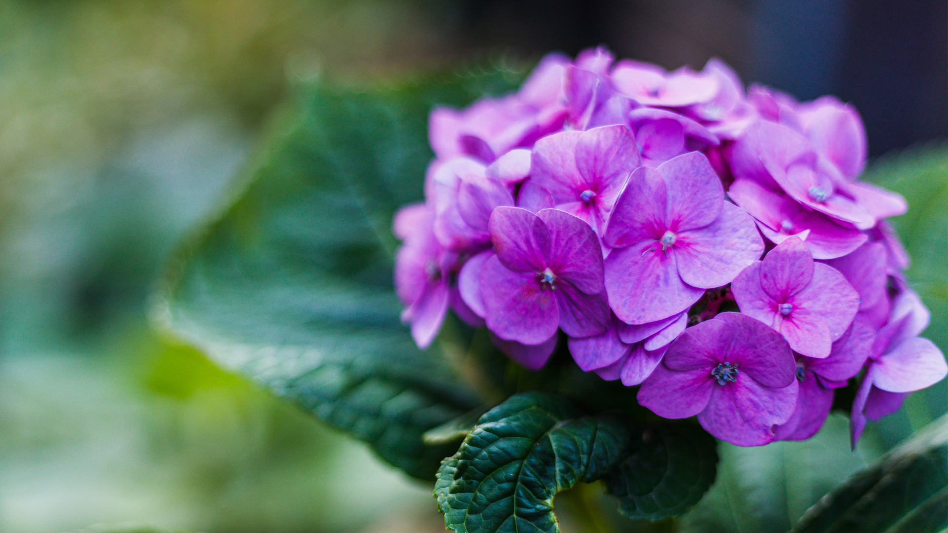 5 plantas que te traerán mala suerte y mejor no tener en casa