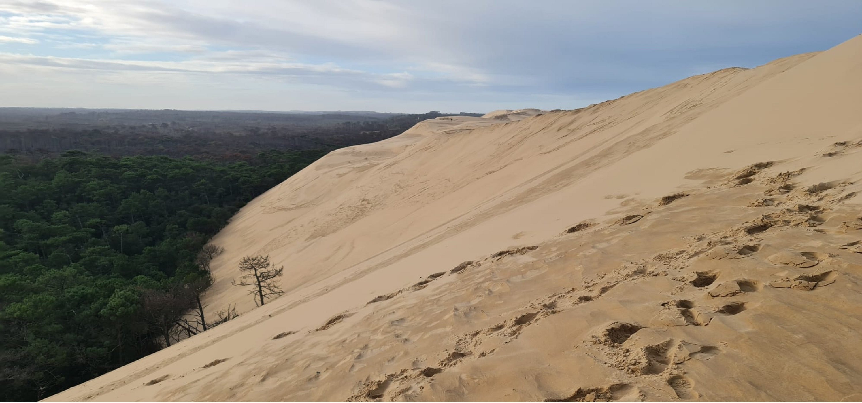 Duna de Pilat. La duna i la landa que conté el seu avanç. Foto Josep Sabat