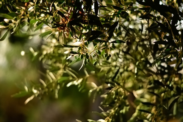 oliveres pexels julia sakelli