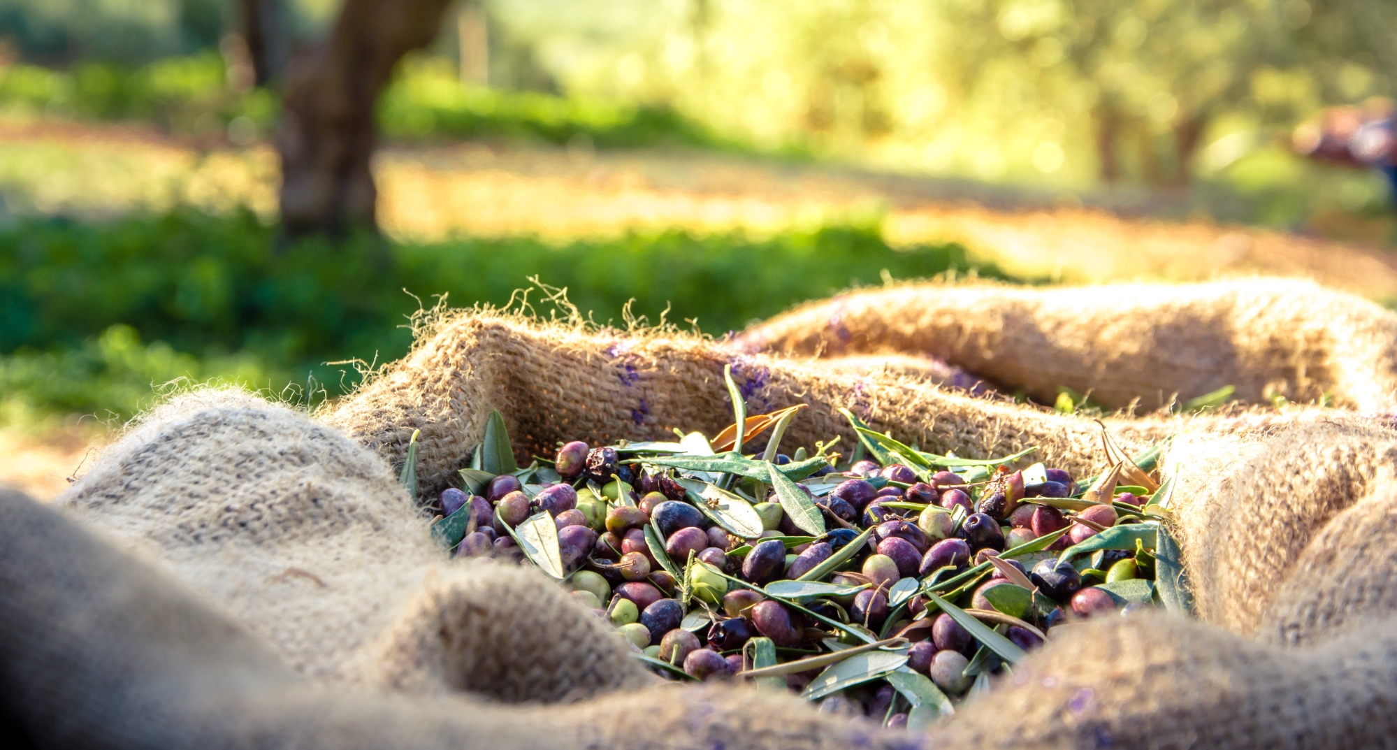 Olives verdes i olives negres: en què es diferencien?