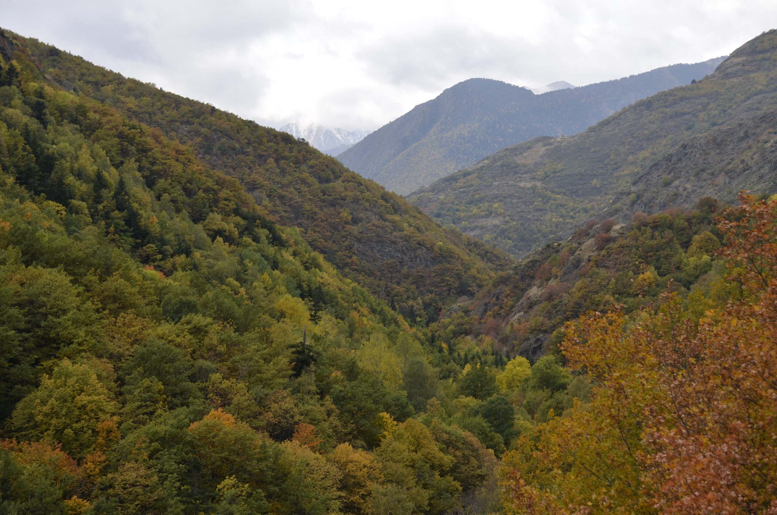 Alerta a la Catalunya Central: el 80% dels arbres, afectats per la sequera