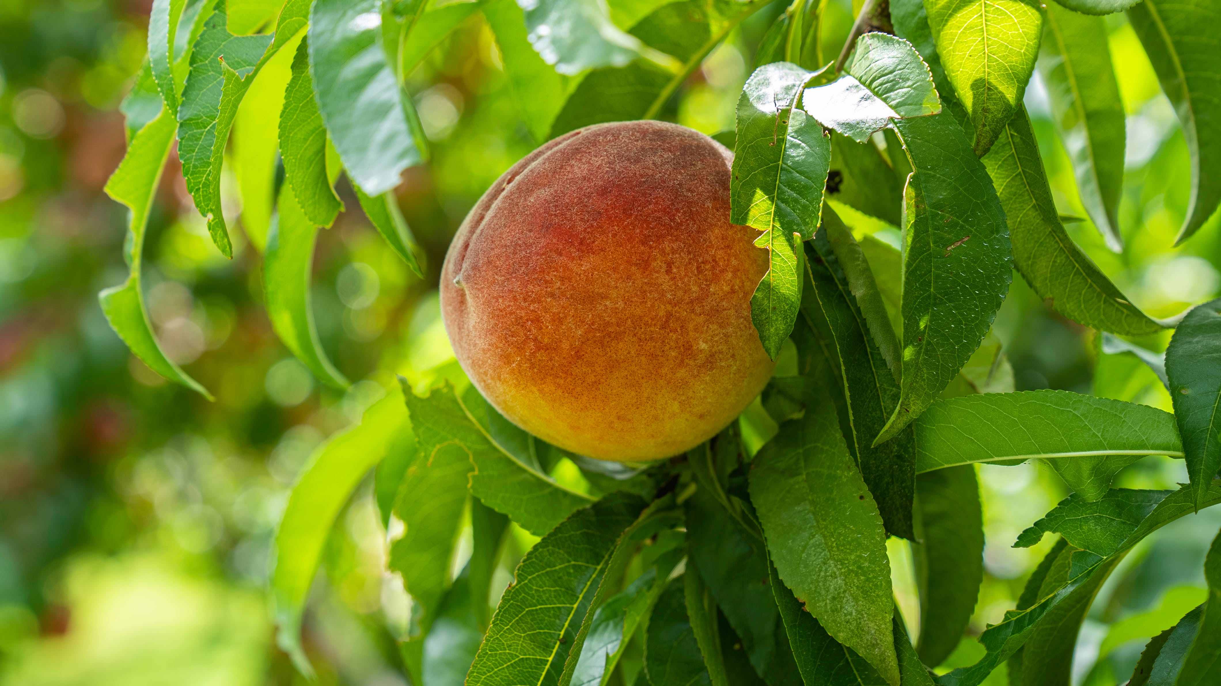 Qué ricas son las frutas... ¡traídas por otros!