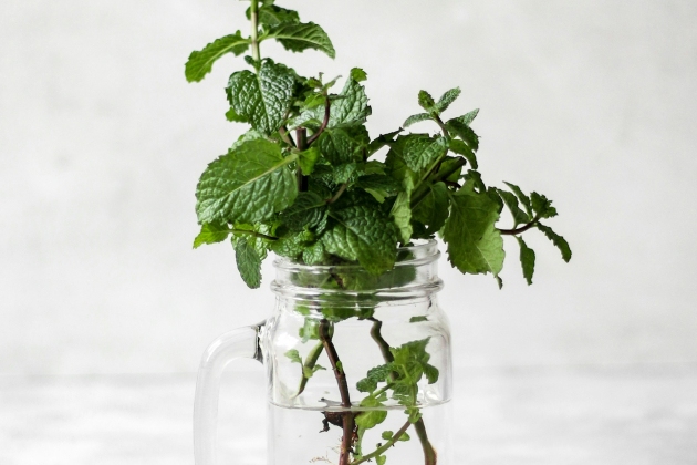 menta menta