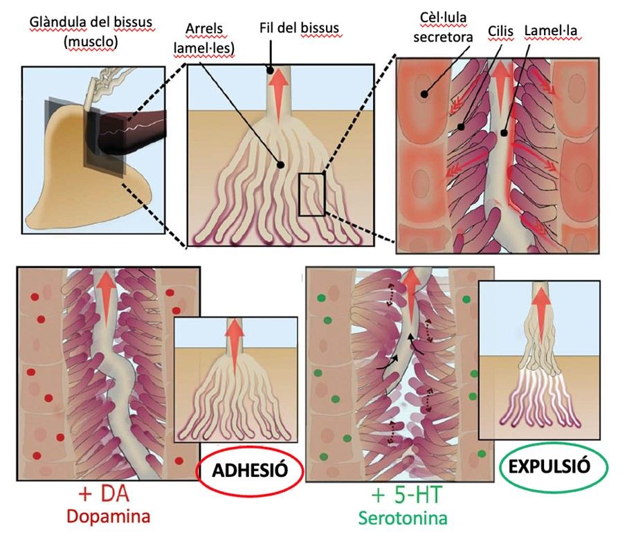 (Figura adaptada de Sivasundarampillai et al. Science 382, 829–834, 2023)