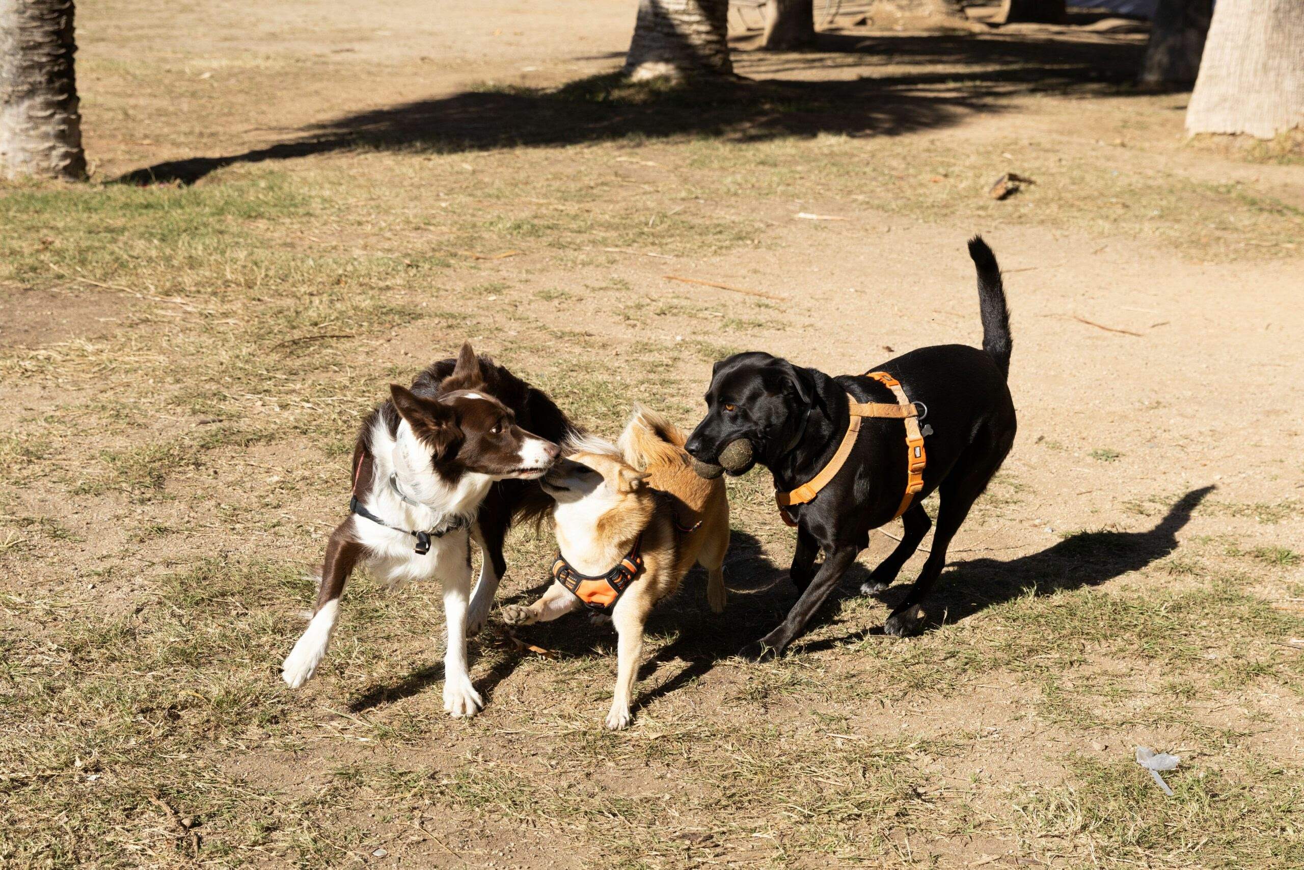 Barcelona abre zonas donde dejar a los perros sin atar y multará a quien los lleve sin correa fuera de lugar