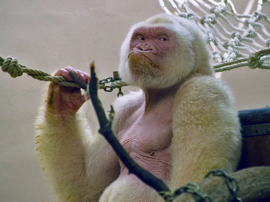 Veinte años sin Copito de Nieve, el gorila albino que se convirtió en icono de Barcelona