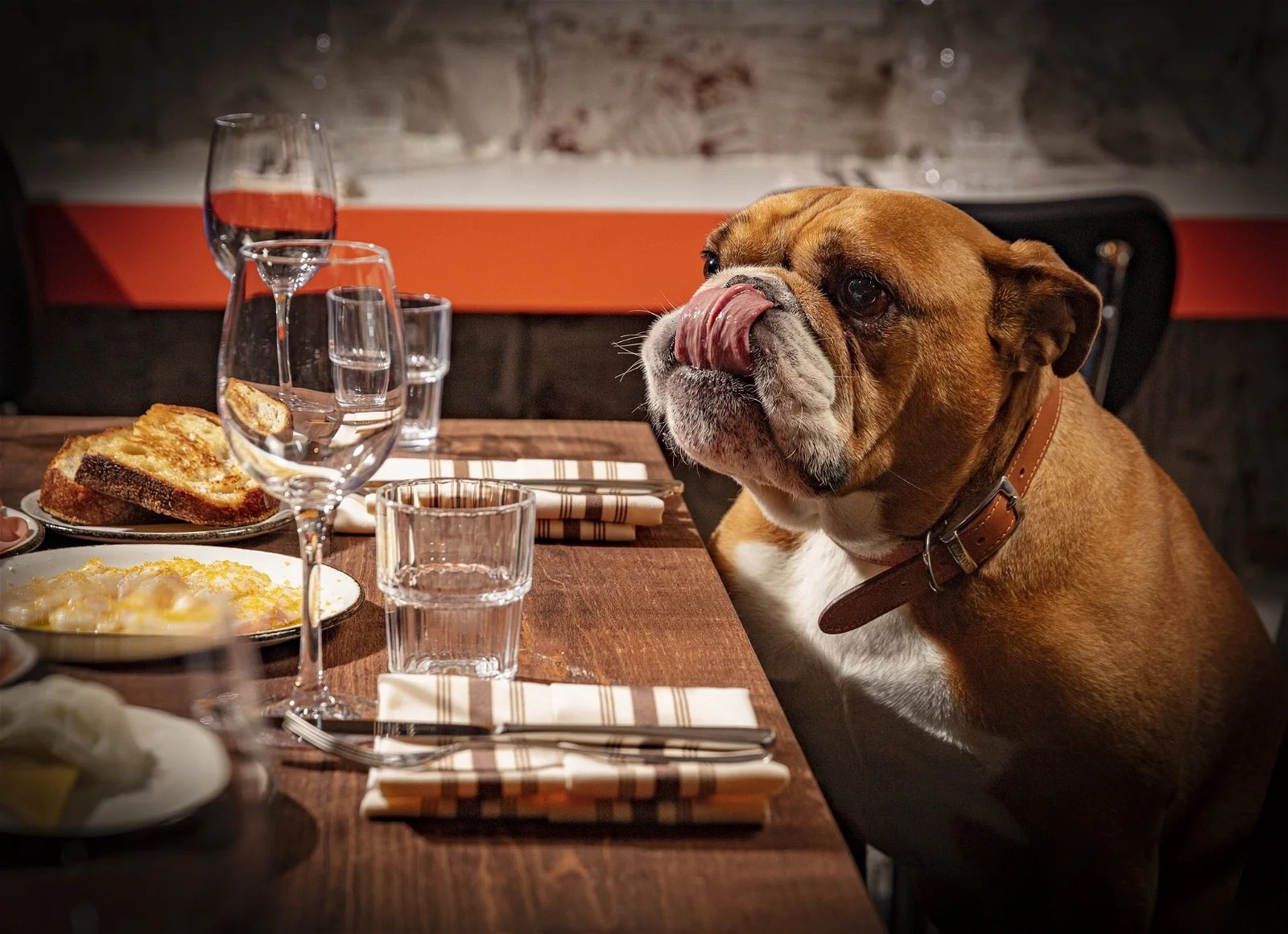 El primer restaurant d'alta cuina per a gossos: són el millor fill de l'home?