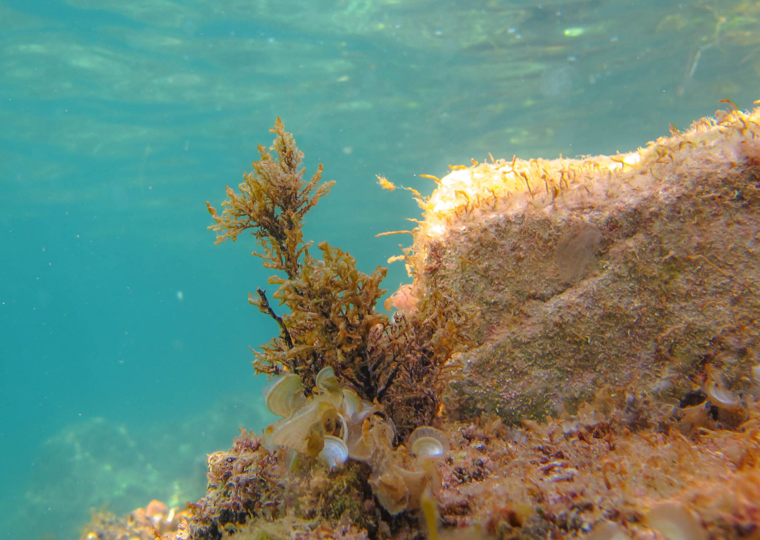 També hi ha algues en perill d'extinció