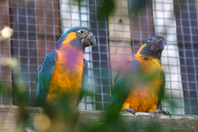 guacamai gorjablau zoo barcelona guacamai gorjablau zoo barcelona